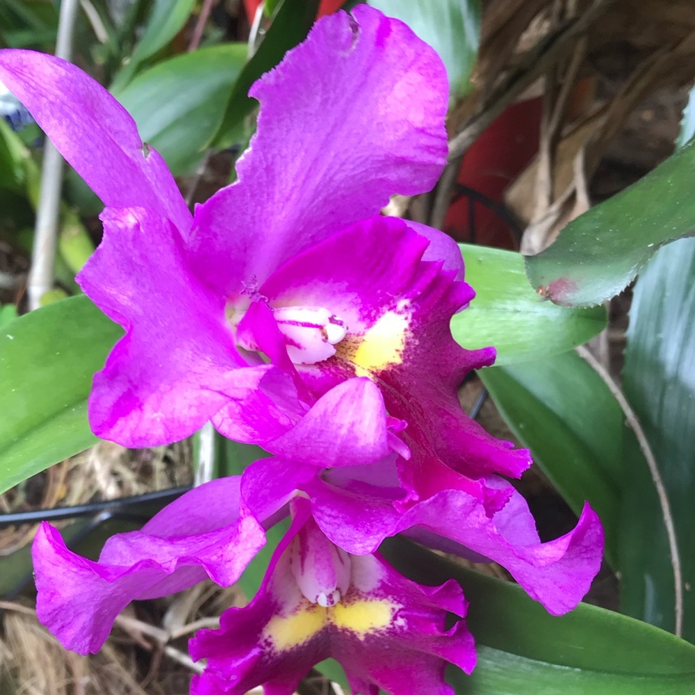 Meet your Posher, Jane